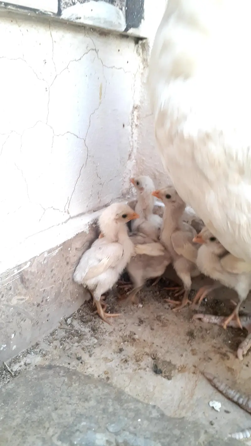 Pure Paper White Blue eys Heera Chicks بلیو آئ ہیرا اصیل چکس — photo 3