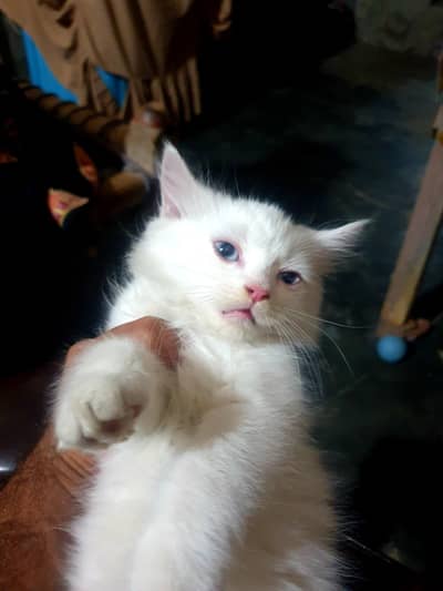 3kids of pesien cats . . . 2 male 1 female 4000 each pure white