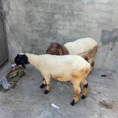 Chatry / Qurabi 2026