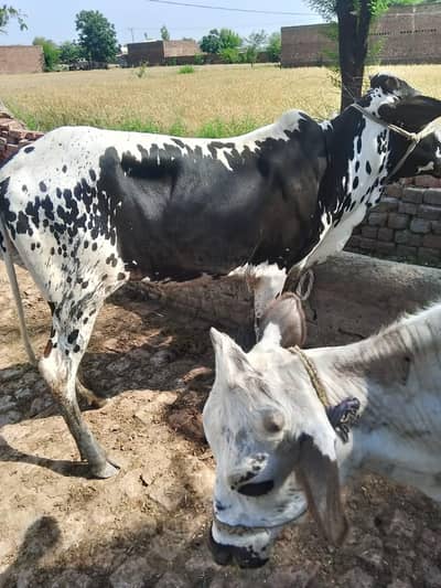 cow  for sale