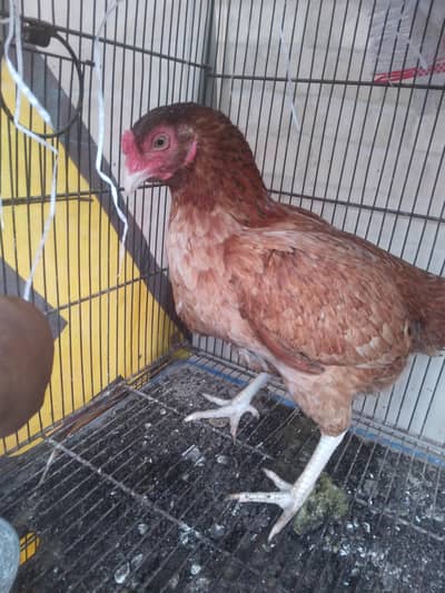 ayam cemani female bantam male aseel female