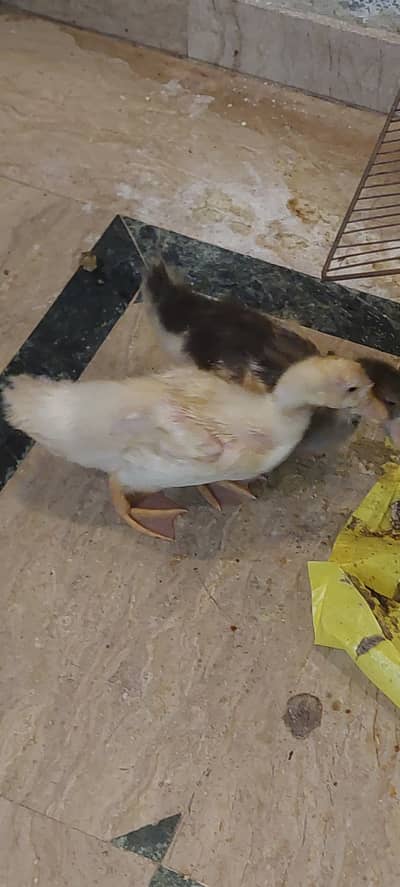 Duck for sale