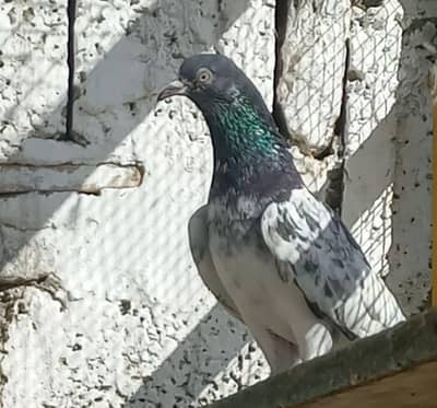 jora wala,kaboter for sale