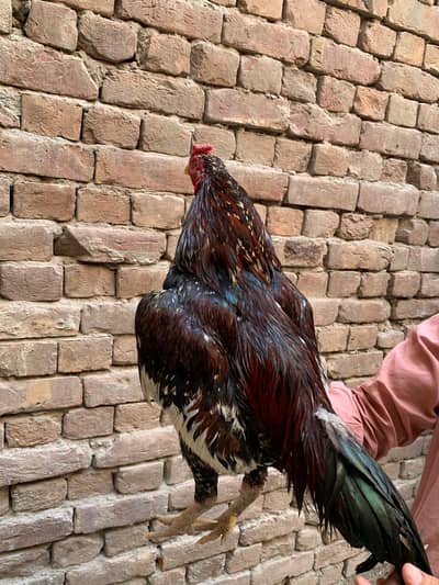 Aseel MURGA For Sale