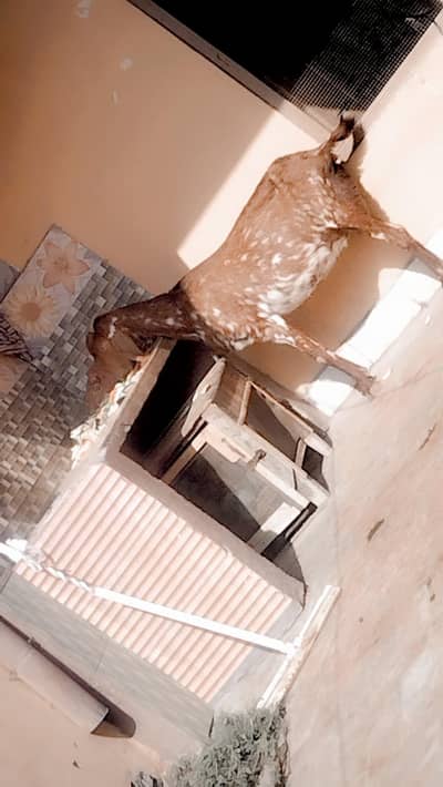 pure mkhi Chini 4 month pls gbn full hight