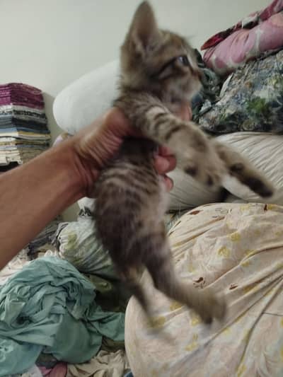 free free free jis ko chahye ho jo achy sy care kary wo ly