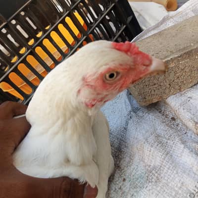 Heera Aseel Pure quality