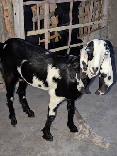 Beetal bakri fresh pat