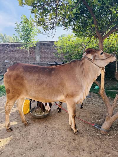 FINEST  BREED  JERSEY BACHRI contact 03475445~986 —03700143124