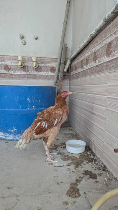 Aseel Pair For Sale - 100% Healthy and Active