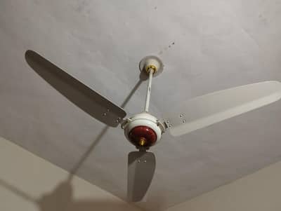 Royal fan for sale