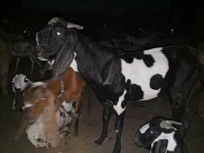 -دند بکرا برائے فروخت قربانی کے لیے