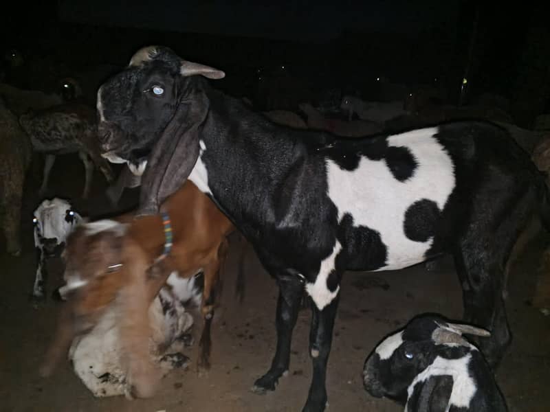 -دند بکرا برائے فروخت قربانی کے لیے 0