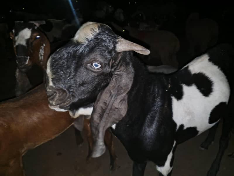 -دند بکرا برائے فروخت قربانی کے لیے 1