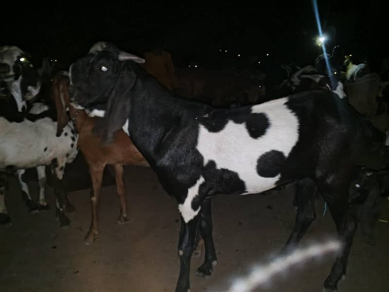 -دند بکرا برائے فروخت قربانی کے لیے 2