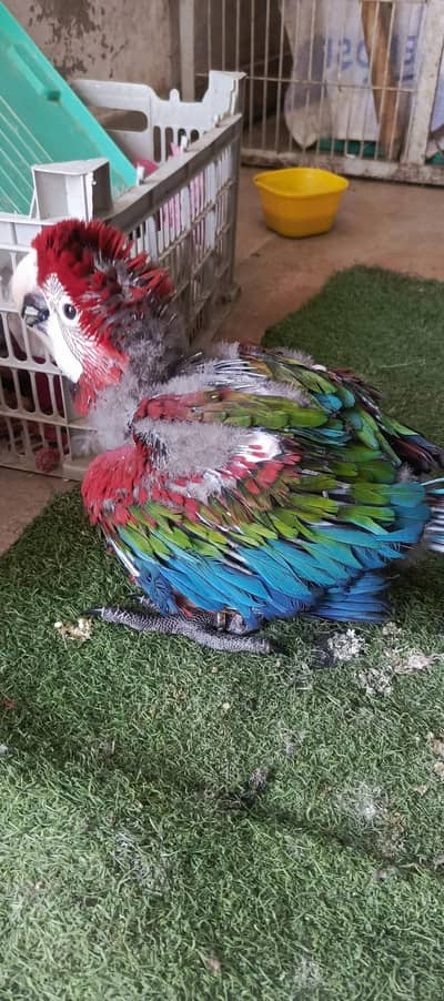 GREEN wing macaw  chick available