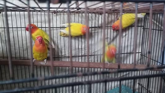 birds for sale breeder pairs . complete set up for sale. Three cages.