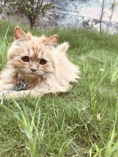 Persian Cat