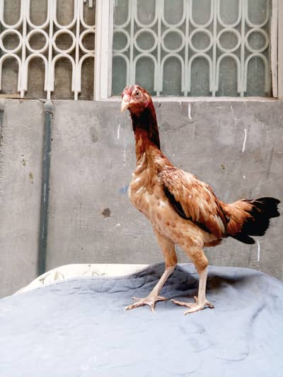 pure assel hen full active and healthy.