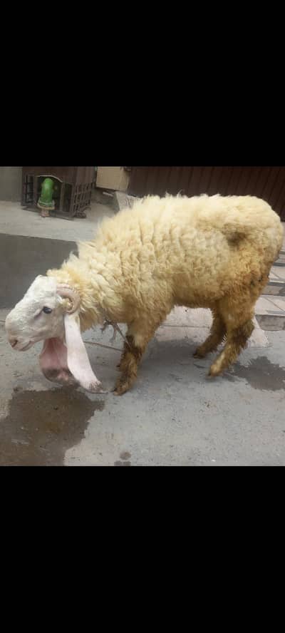 Rajan Puri bakri for sale 03251126163