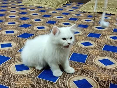 white Persian cat