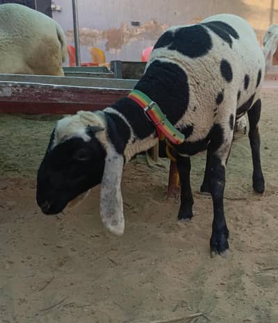 LONG TAIL + MENDA high bloodline