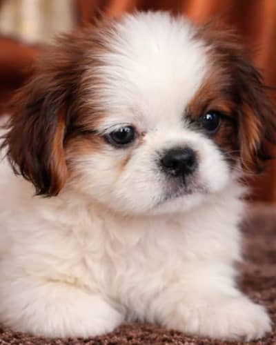 shih tzu male puppy