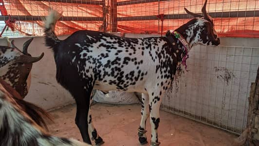 teddy tapry both male bakry