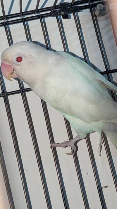 Cremino into Decino breeder pair with Eggs