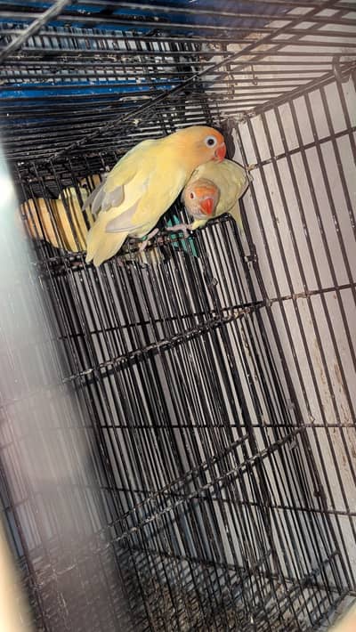 Cremino into Decino breeder pair with Eggs