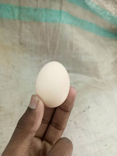 Pure Aseel fertile eggs