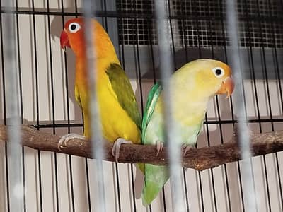 Bonded lovebird pair for sale