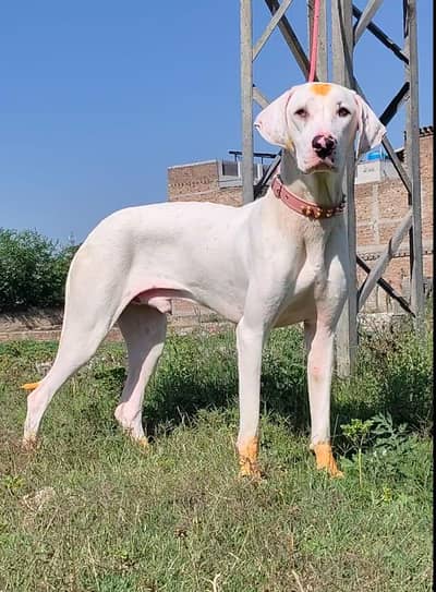 Bully gultair Shikari Pawar dog male 8 man available for sale