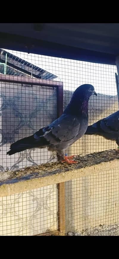 cheena teddy 2 pathy