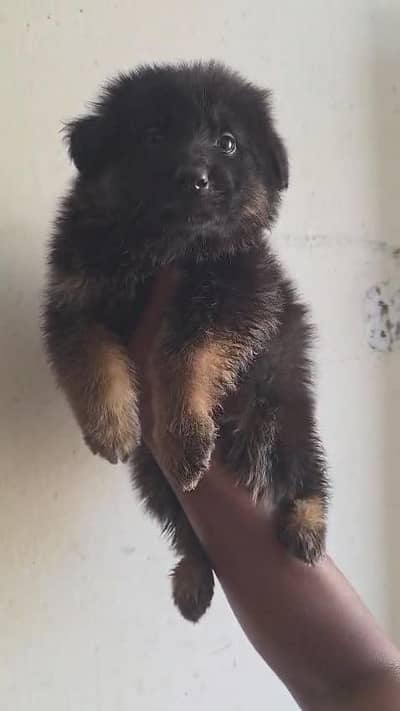 German shepherd puppy