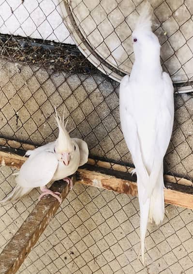 HoGoRomo bajri pair blue oplines love birds pair