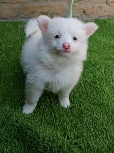 Russian puppy dog eag 3 month 03464644961 my WhatsApp number