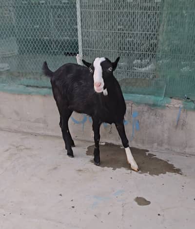 full gulabi teddy ablak bakra ( bakri breeder ) goat tedda