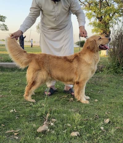 Golden Retriever Female |KCP Pedigree | Imported Bloodline