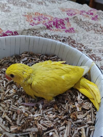 Pineapple conure pathay 7-8 months