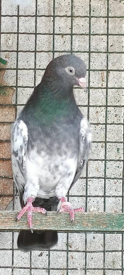 High Quality Kabli Pogeons