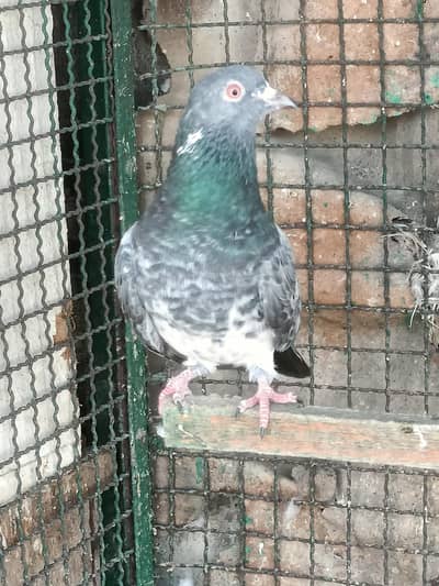 High Quality Kabli Pogeons