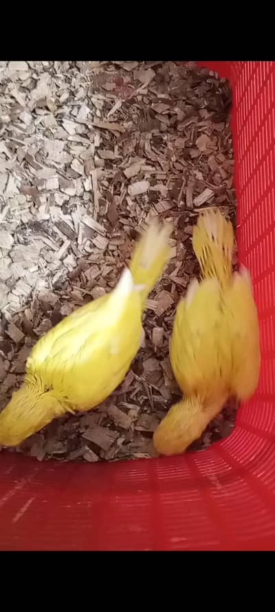 YELLOW/WHITE RINGNECK CHICKS AVAILABLE FOR SALE