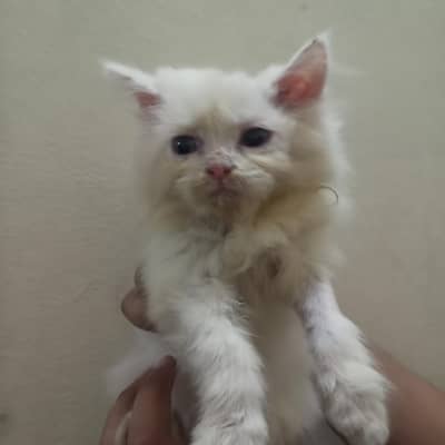 Doll/semi punch/punch/pik face Persian kitten