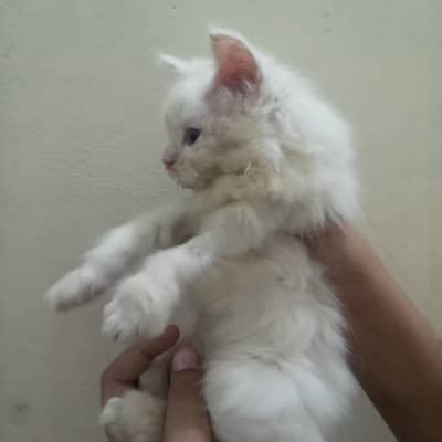 Doll/semi punch/punch/pik face Persian kitten