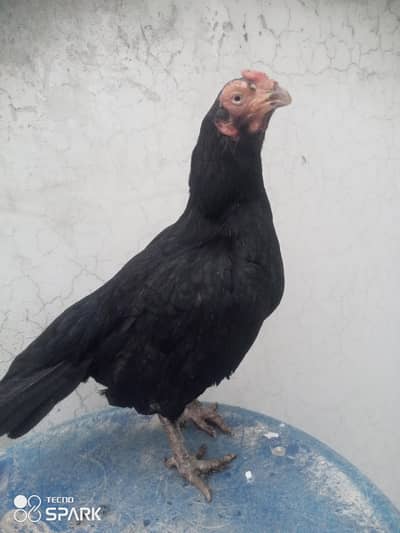 aseel Lassani female