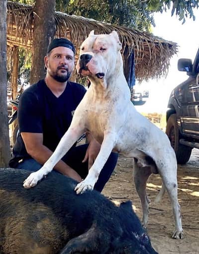 Dogo Argentino Puppies
