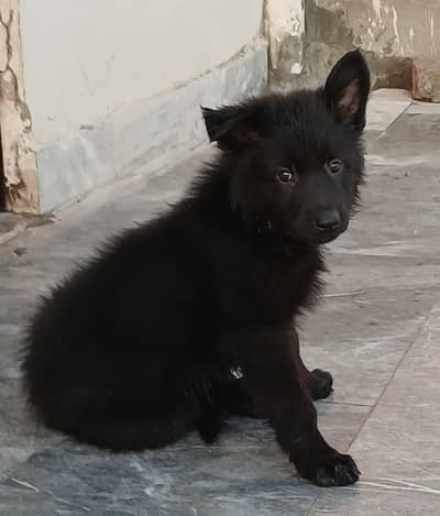 German shepherd long coat black male pup