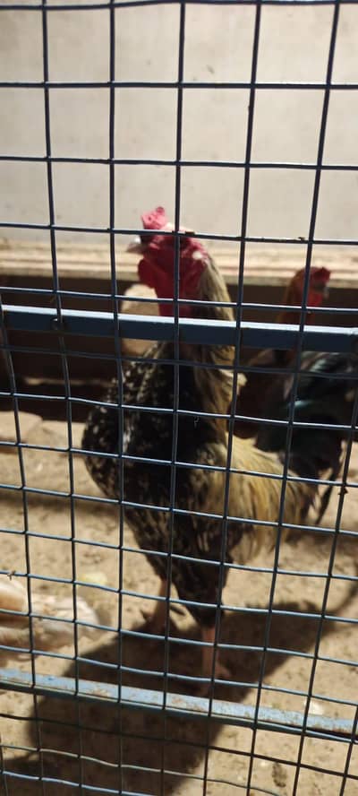 healthy active murgha for sale