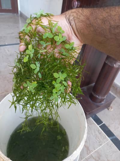 Guppy grass and water lettuce available in qty